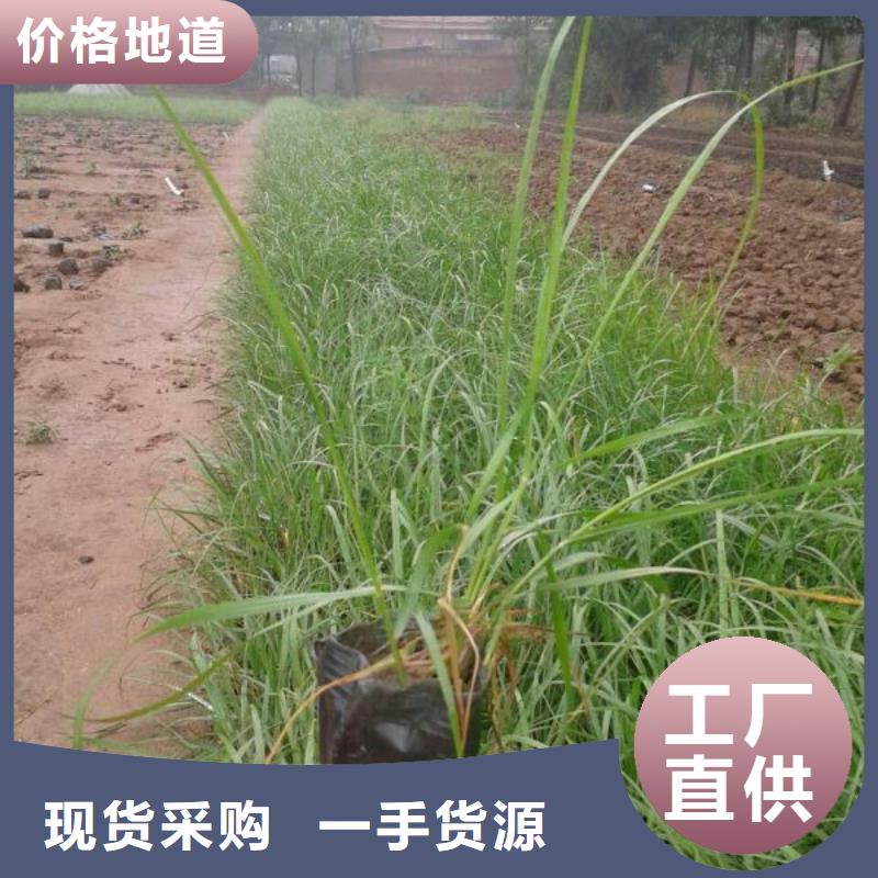 河北哪里有卖细叶麦冬，山东青州细叶麦冬种植基地报价