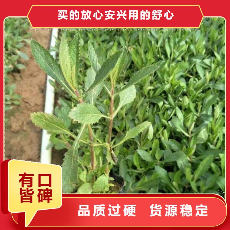 哪里有卖角堇，山东青州角堇种植基地报价厂家品控严格