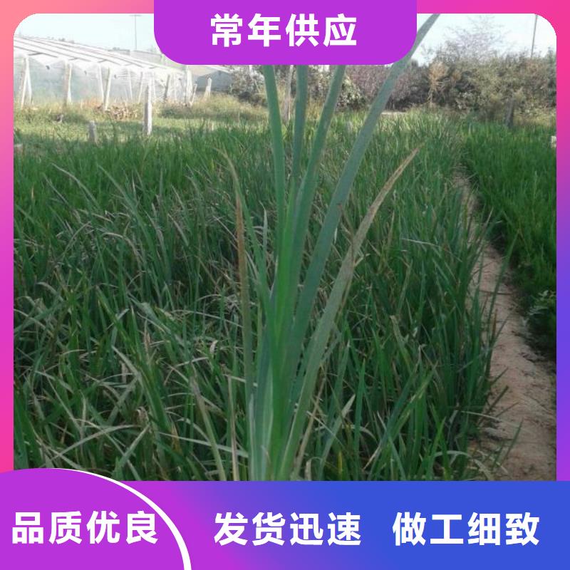 哪里有卖孔雀草，山东青州孔雀草种植基地报价多种规格供您选择