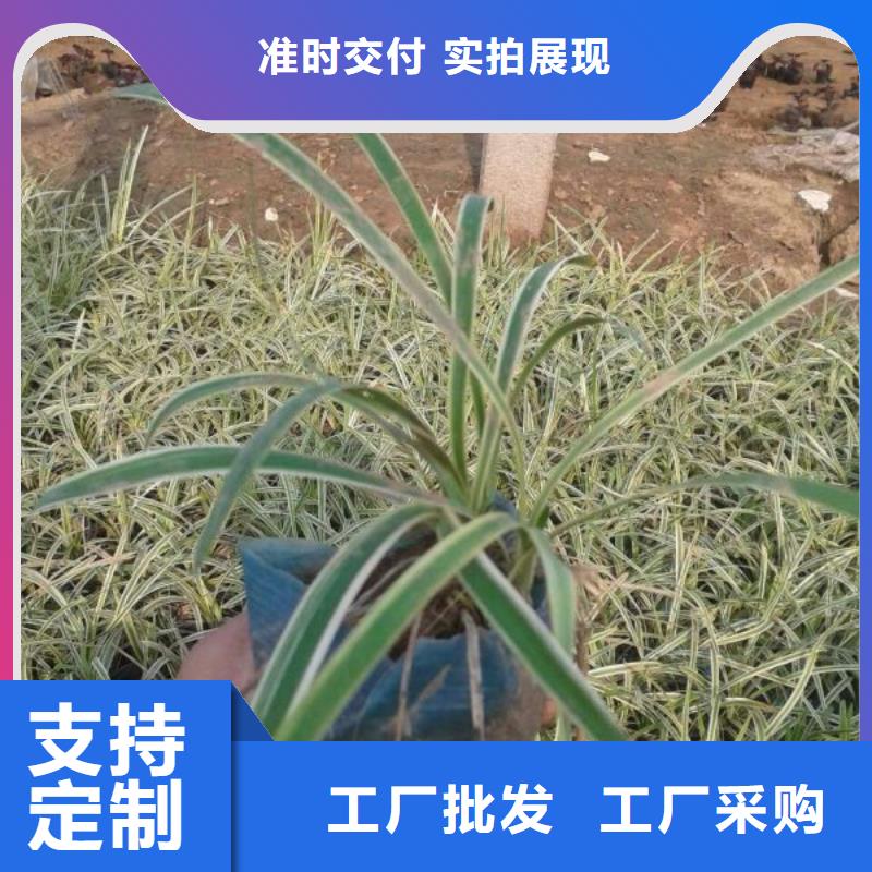 哪里有卖角堇，山东青州角堇种植基地报价真正的源头厂家