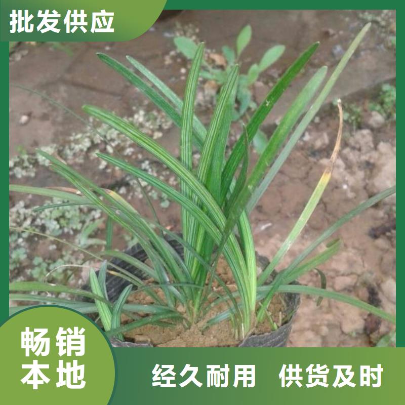 三门峡市哪里有卖角堇，山东青州角堇种植基地报价