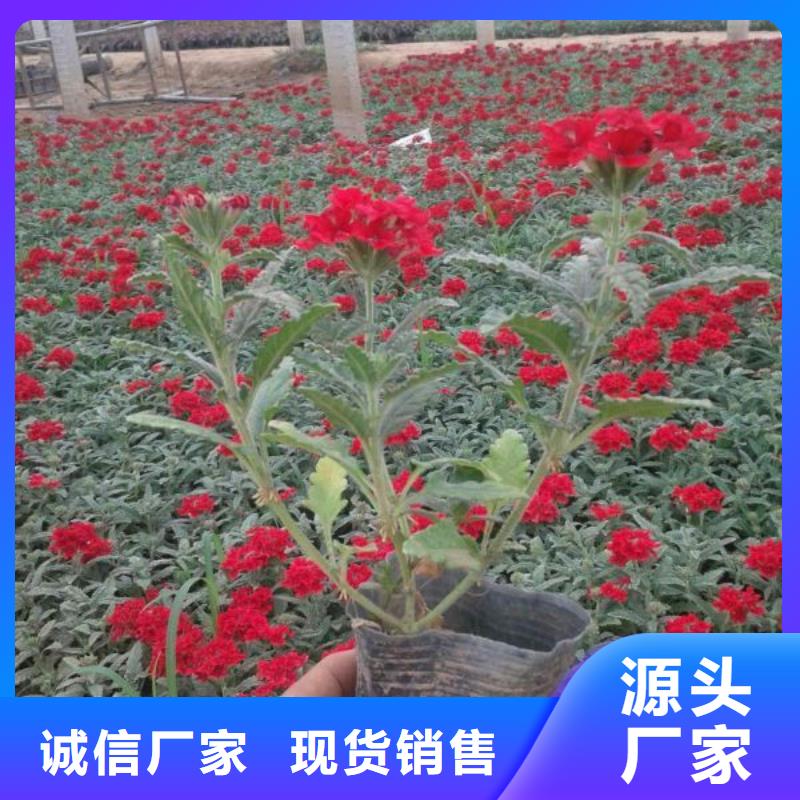 哪里有卖黑心菊，山东青州黑心菊种植基地报价本地公司