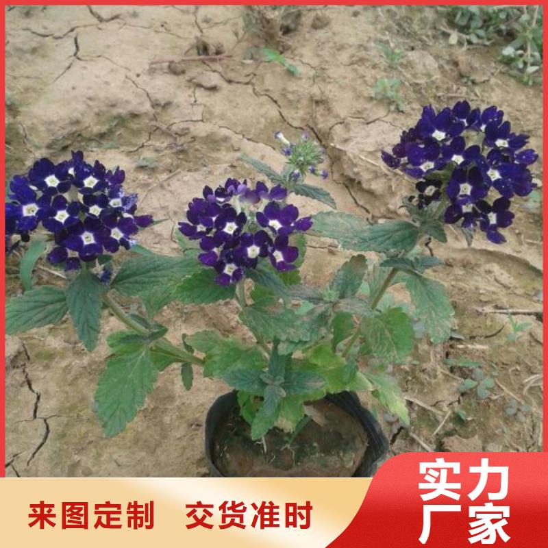 潍坊市哪里有卖角堇，山东青州角堇种植基地报价