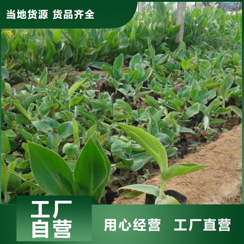 广州市哪里有卖大花金鸡菊，山东青州大花金鸡菊种植基地报价