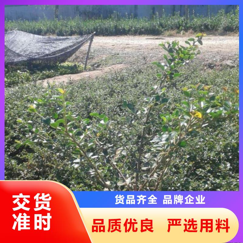 哪里有卖黄菖蒲，山东青州黄菖蒲种植基地报价附近制造商