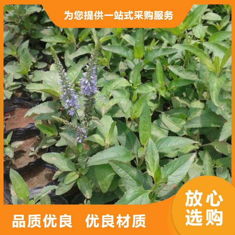 许昌市哪里有卖二月兰，山东青州二月兰种植基地报价