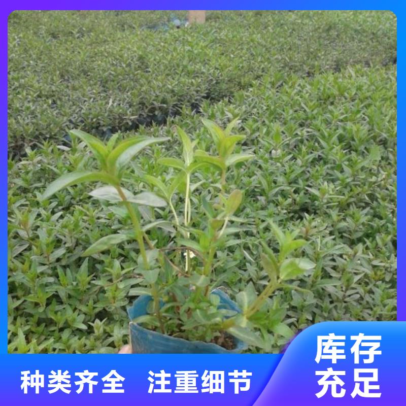 九江市哪里有卖三色堇，山东青州三色堇种植基地报价