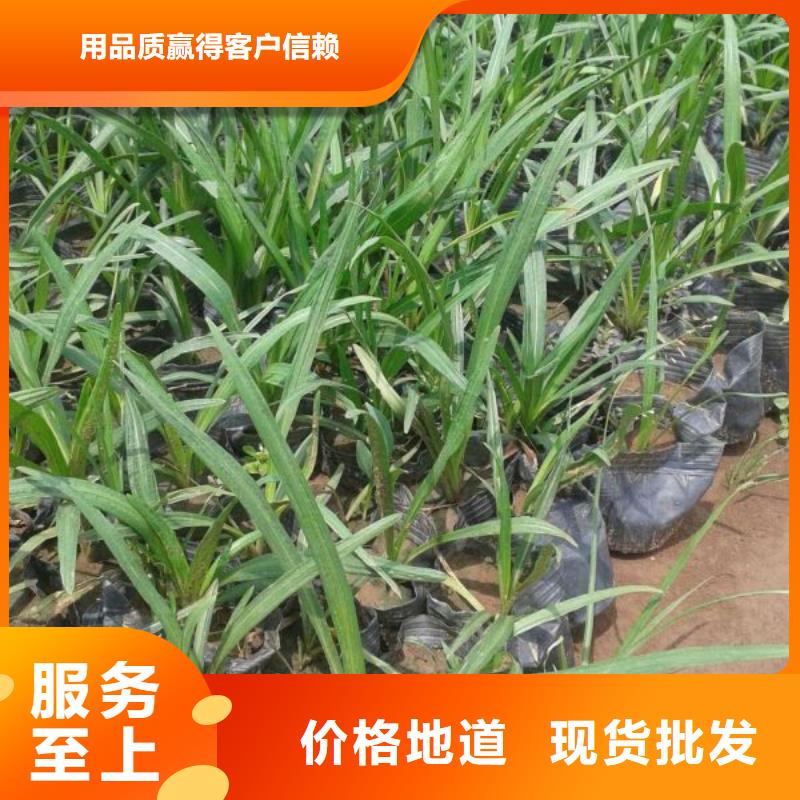 哪里有卖孔雀草，山东青州孔雀草种植基地报价附近货源