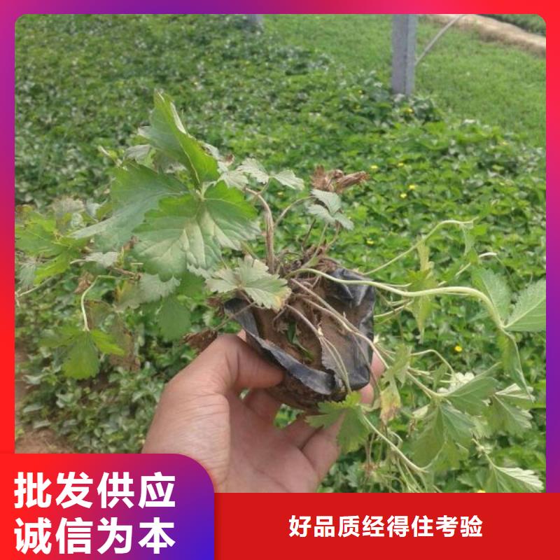 许昌市哪里有卖大滨菊，山东青州大滨菊种植基地报价