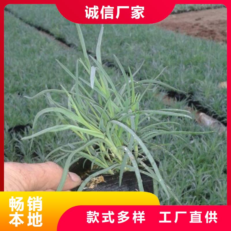哪里有卖大花金鸡菊，青州大花金鸡菊种植基地报价精品优选
