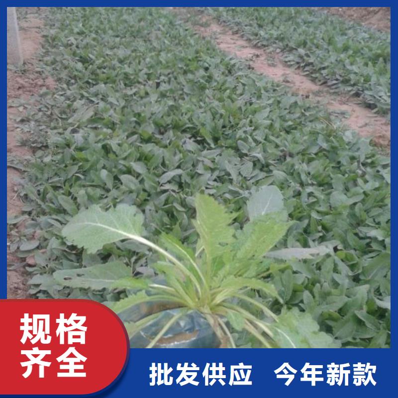 哪里有卖芝樱，山东青州芝樱种植基地报价规格齐全实力厂家