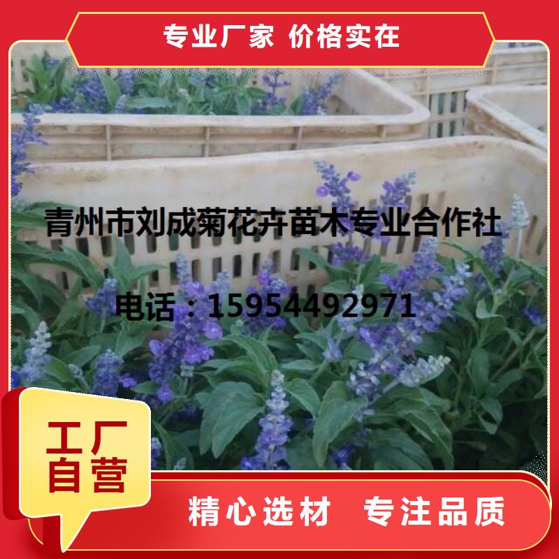 哪里有卖大花金鸡菊，山东青州大花金鸡菊种植基地报价超产品在细节