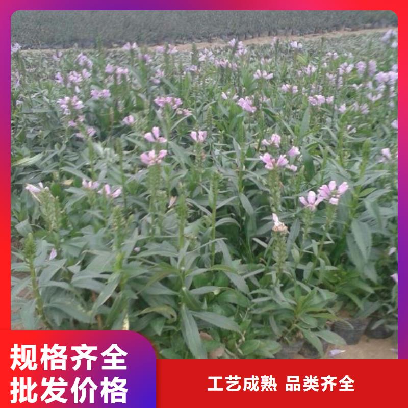 许昌市哪里有卖蓝花鼠尾草，山东青州蓝花鼠尾草种植基地报价