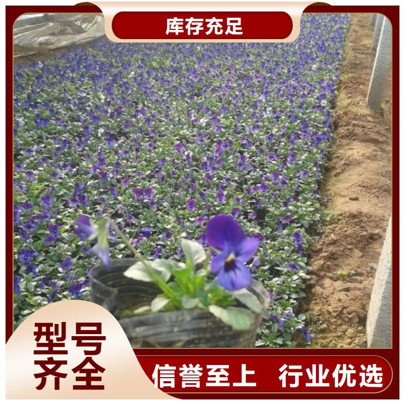 哪里有卖绿化用郁金香，山东青州绿化用郁金香种植基地报价附近生产商