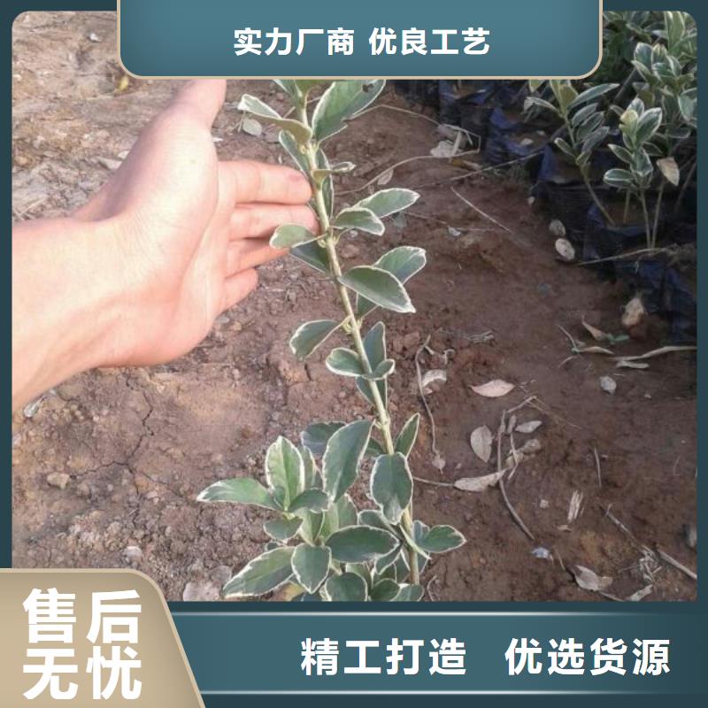 潍坊市哪里有卖天人菊，山东青州天人菊种植基地报价