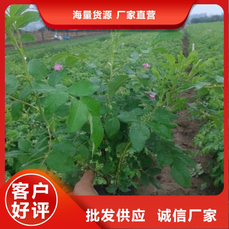 长葛—绿化用紫松果菊水生植物种植基地