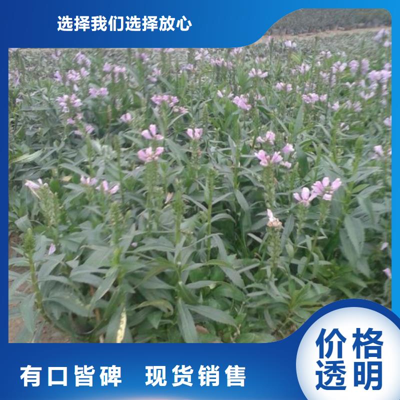 九江—绿化用报春花花海景观种植基地