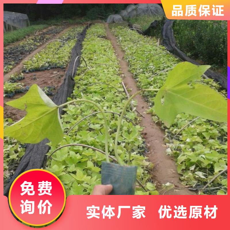 寿宁—绿化用白色矮牵牛种植苗圃敢与同行比质量