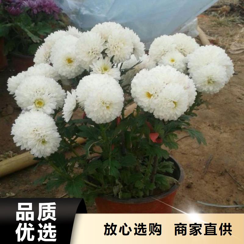 广州市卖大滨菊种植基地，山东大滨菊价格
