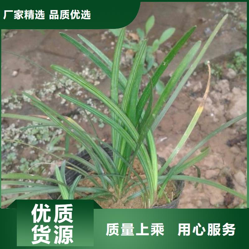 九江—绿化用三七景天花卉种子种苗  