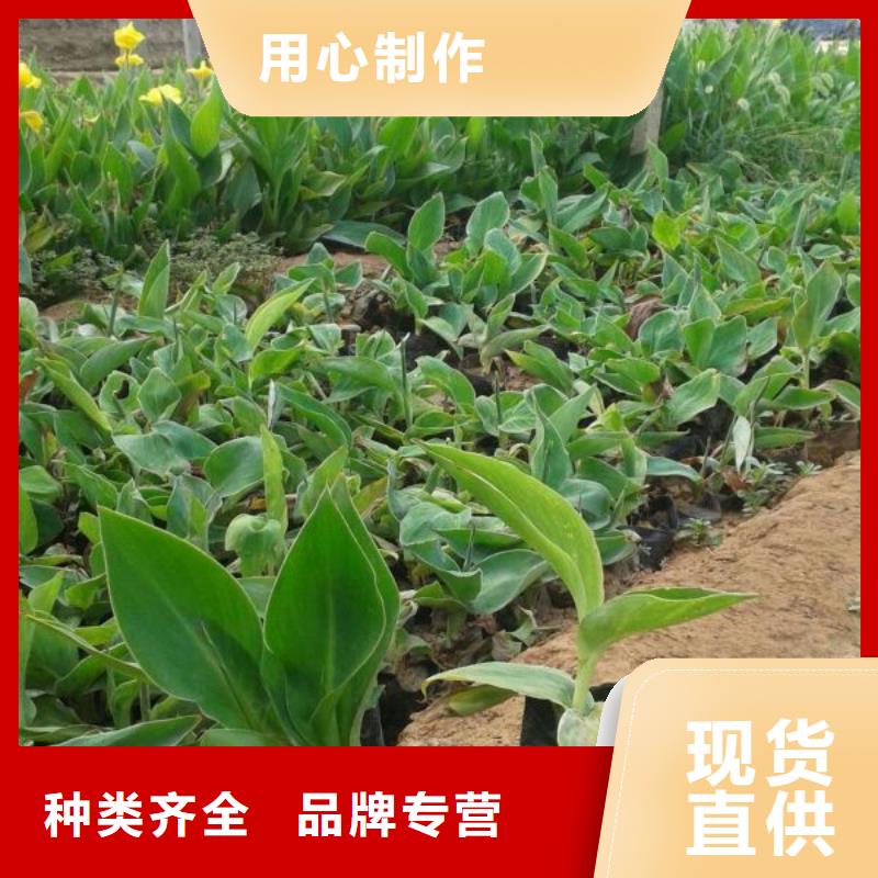 龙港—绿化用两年生月季育苗基地产品细节