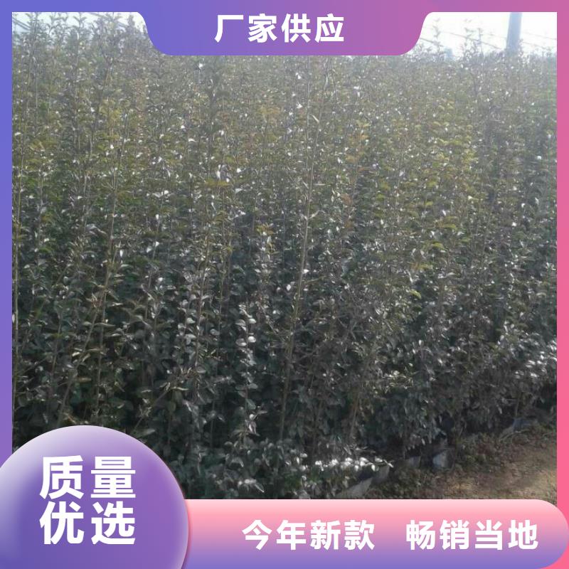 铜官山—绿化用二年生红帽月季花卉种子种苗价格有优势
