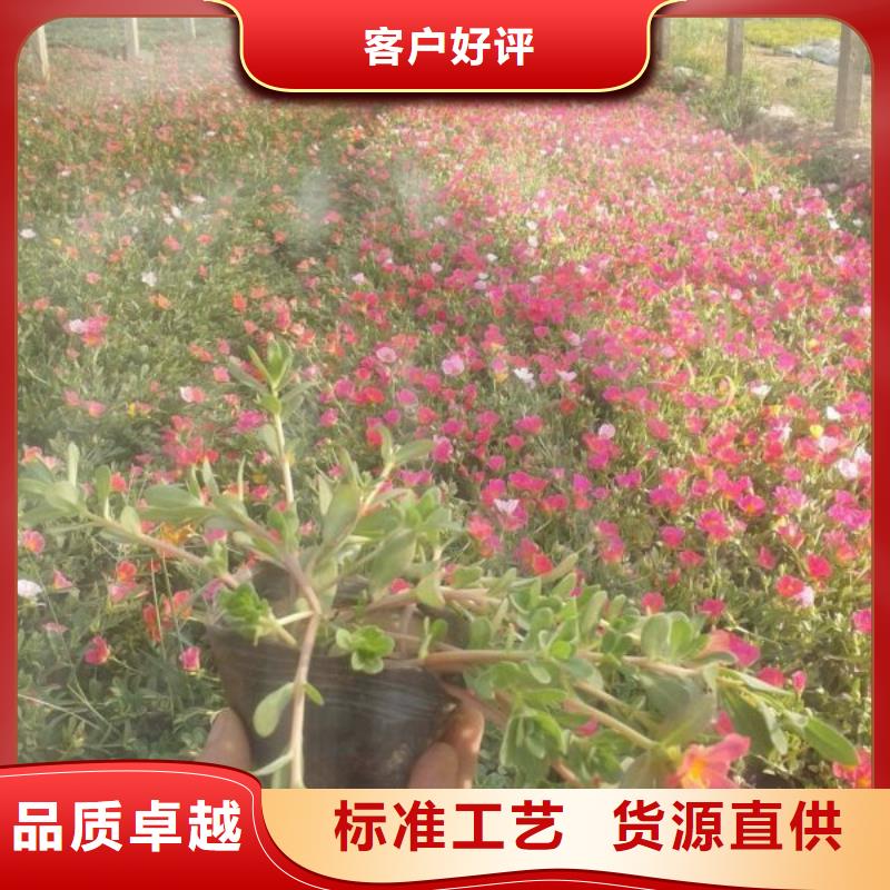 沅陵—绿化用四季海棠穴盘苗时令花卉种植基地