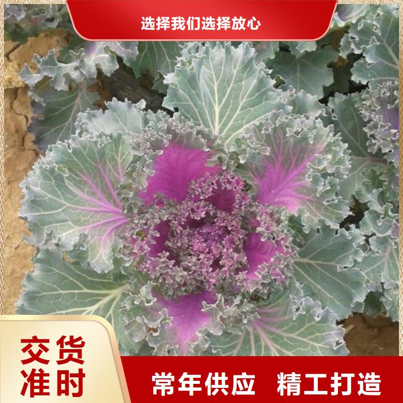藤县—绿化用红叶小檗球花海景观种植基地工艺成熟