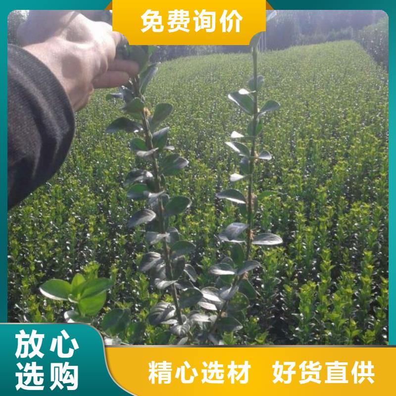 潍坊市卖孔雀草种植基地，山东孔雀草价格