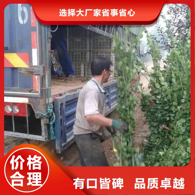 青州—绿化用金叶薯时令花卉种植基地