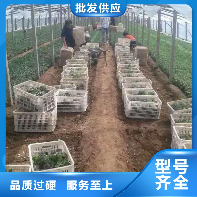 青州—绿化用崂峪苔草花海景观种植基地