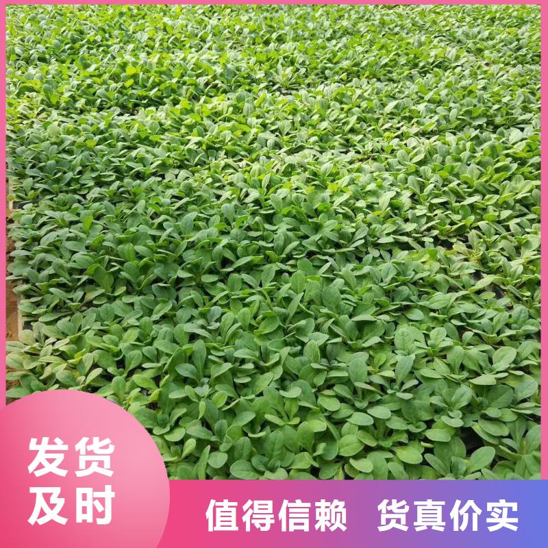 龙港—绿化用紫玉簪绿化苗木种植基地支持大批量采购