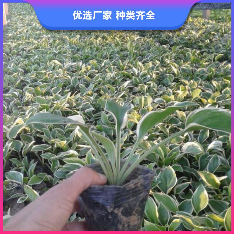 冠县—绿化用金山绣线菊种植基地24小时下单发货