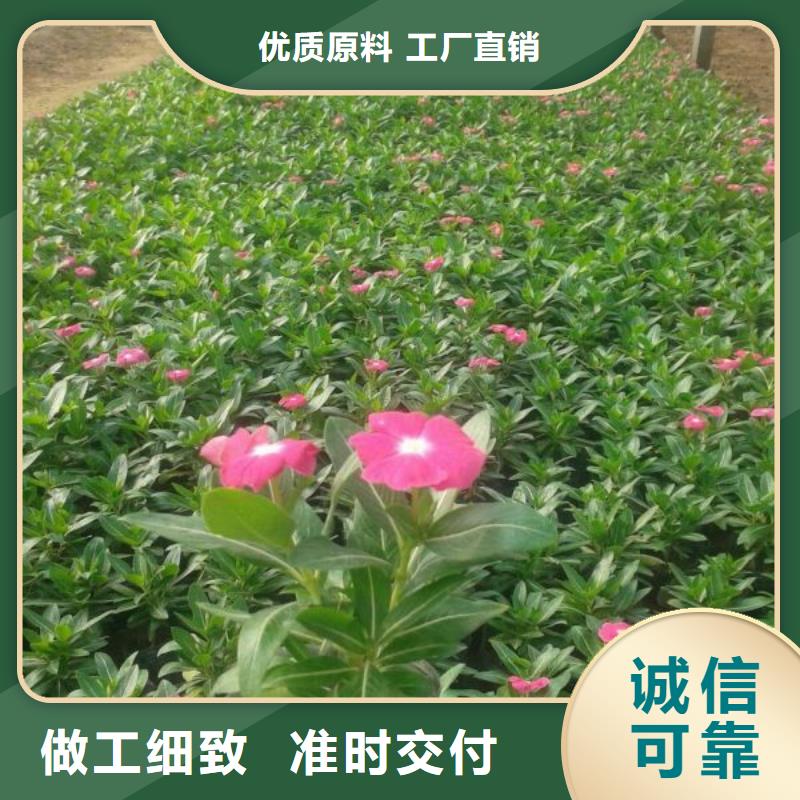 凤庆—绿化用毛地黄种植苗圃本地厂家