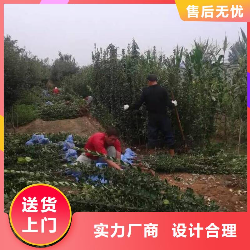 香格里拉—绿化用红花酢浆草种植苗圃专业生产设备
