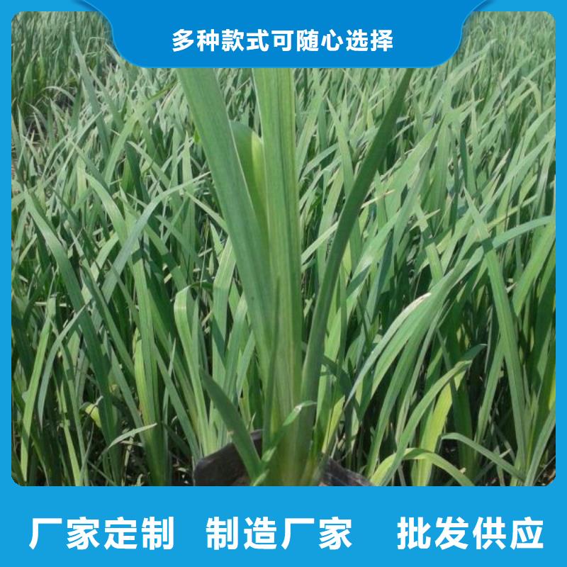山东宿根花卉种植基地，青州时令草花价格羽扇豆品质卓越