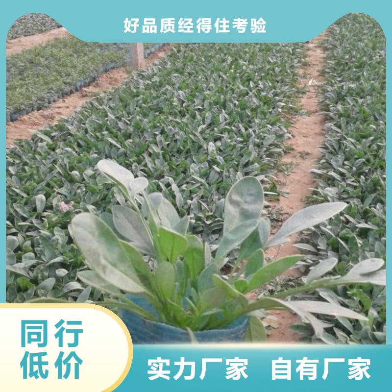 山东宿根花卉种植基地，青州时令草花价格万寿菊使用寿命长久