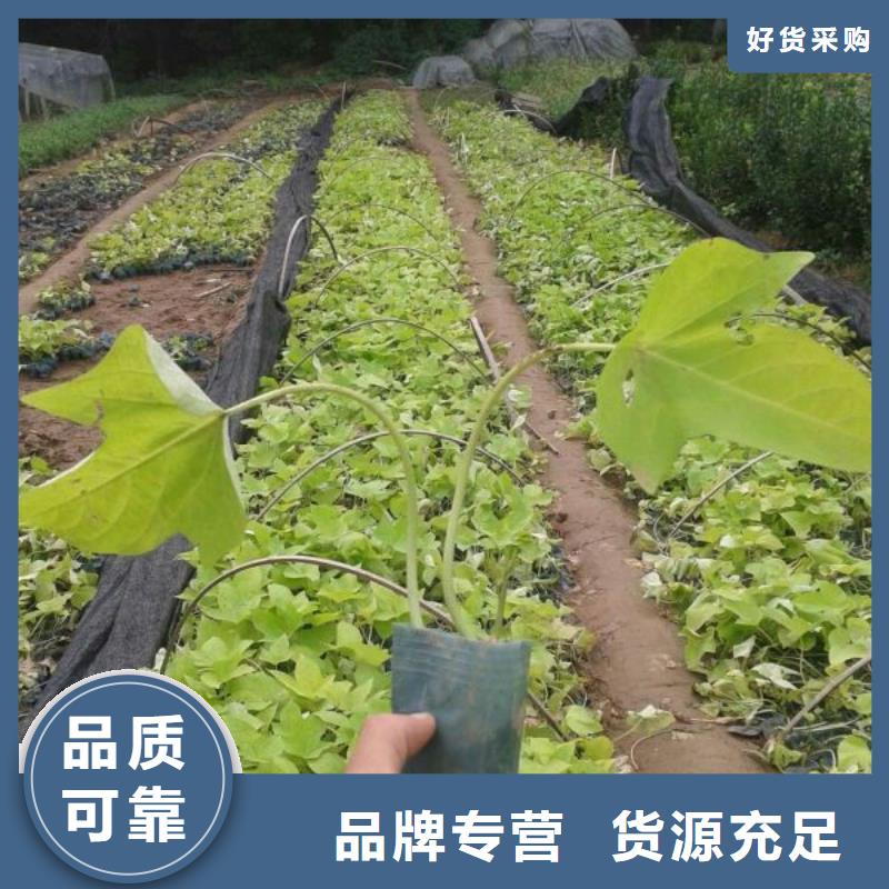 山东宿根花卉种植基地，青州时令草花价格六盘水市欧石竹