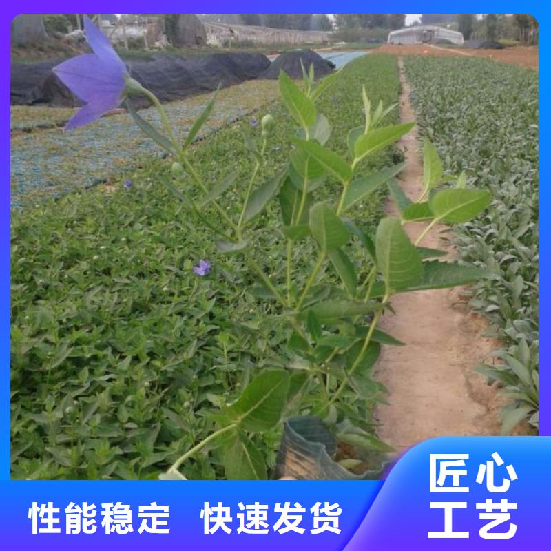 山东宿根花卉种植基地，青州时令草花价格绿化用郁金香制造生产销售