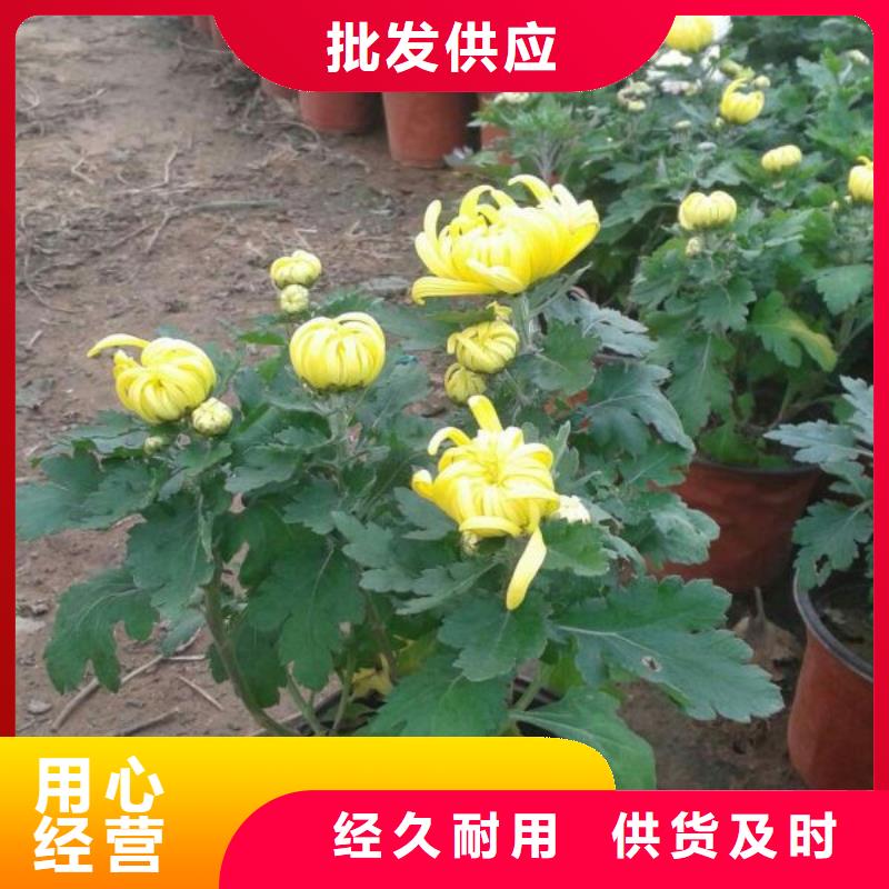 山东宿根花卉种植基地，青州时令草花价格文山市金盏菊