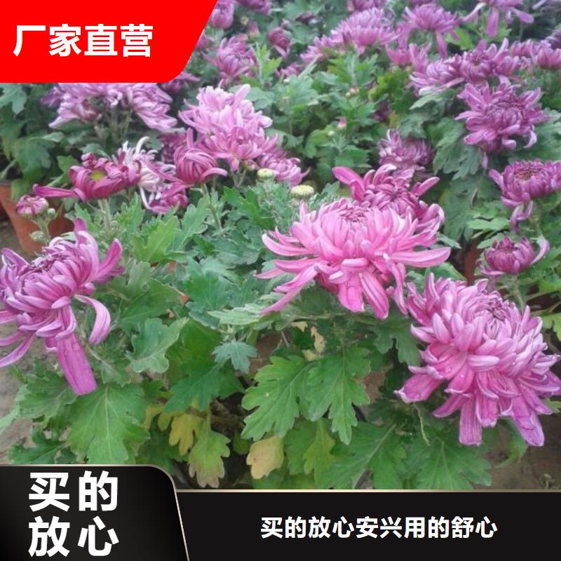 山东宿根花卉种植基地，青州时令草花价格银川市地被菊