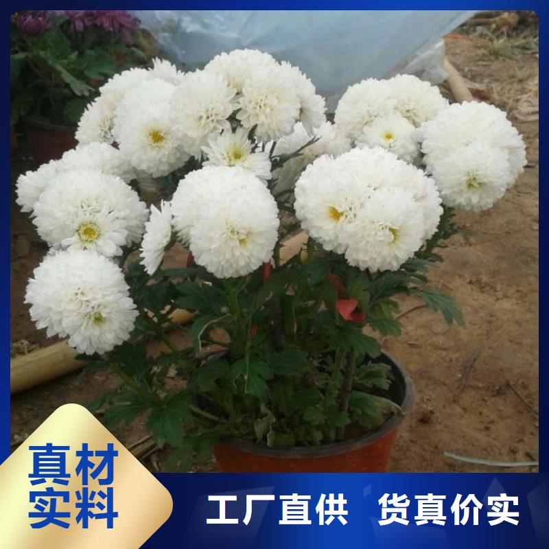山东宿根花卉种植基地，青州时令草花价格天人菊本地供应商