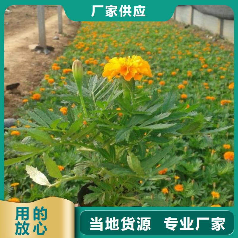 山东宿根花卉种植基地，青州时令草花价格红叶小檗欢迎来电询价