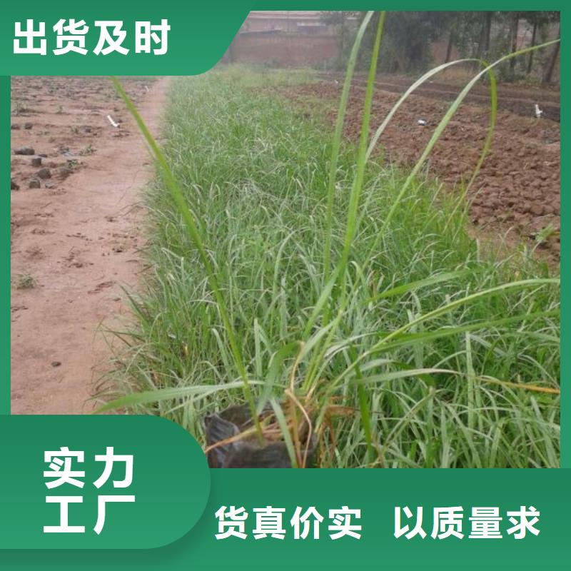 山东宿根花卉种植基地，青州时令草花价格乌鲁木齐市细叶麦冬