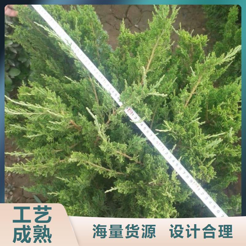 山东宿根花卉种植基地，青州时令草花价格三色堇品质优选