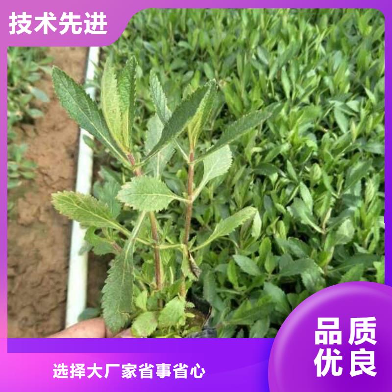 山东宿根花卉种植基地，青州时令草花价格绿化用郁金香检验发货