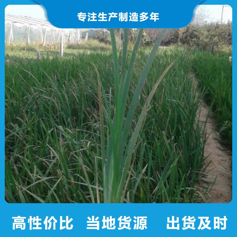 山东宿根花卉种植基地，青州时令草花价格一串红专注品质