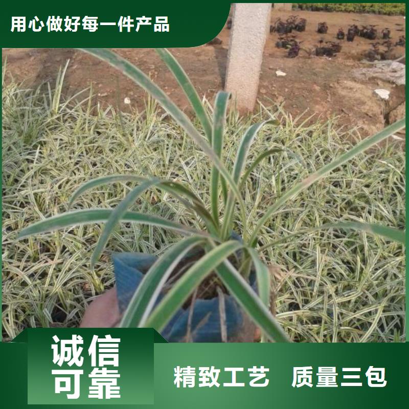山东宿根花卉种植基地，青州时令草花价格红叶小檗本地经销商