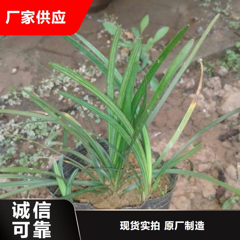 山东宿根花卉种植基地，青州时令草花价格小叶黄杨价格公道合理