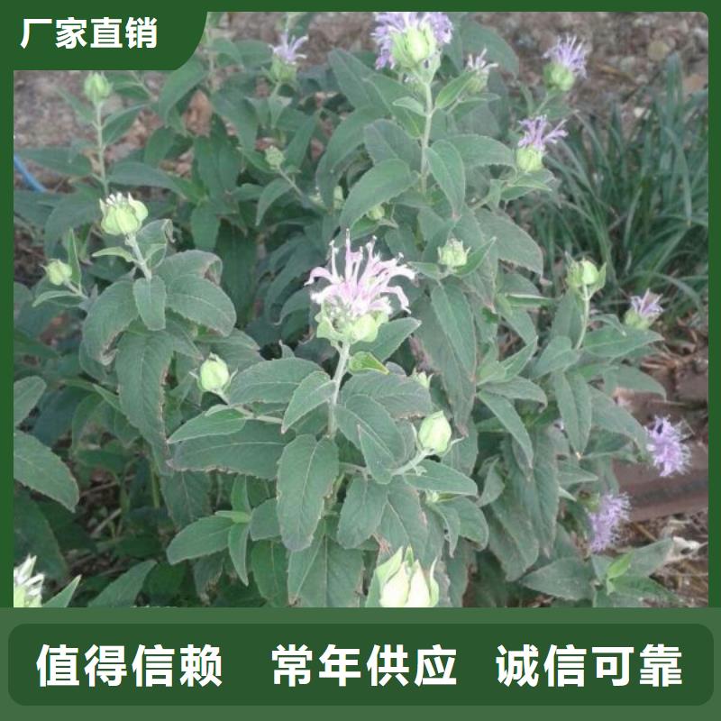山东宿根花卉种植基地，青州时令草花价格芝樱当地服务商